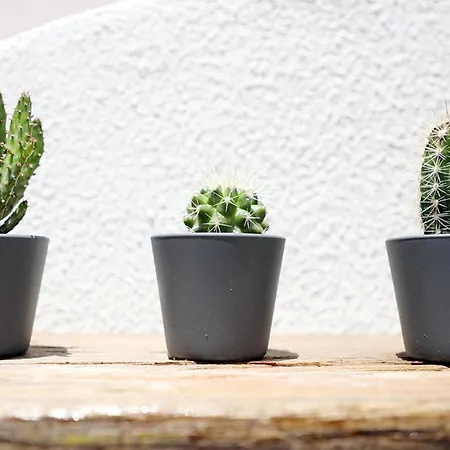 Apartament Casa Da Flor In *