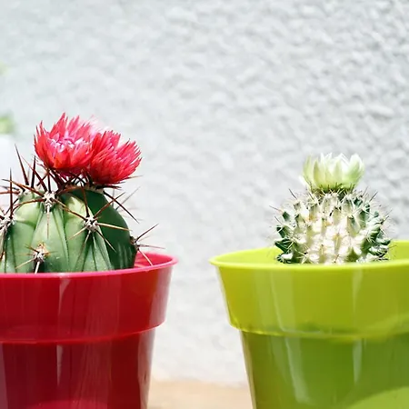 Casa Da Flor In לאגוּ‏ש