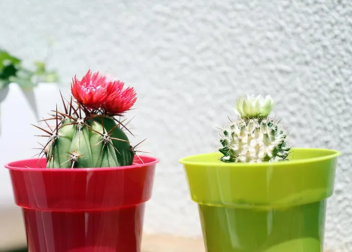 Casa Da Flor In לאגוּ‏ש