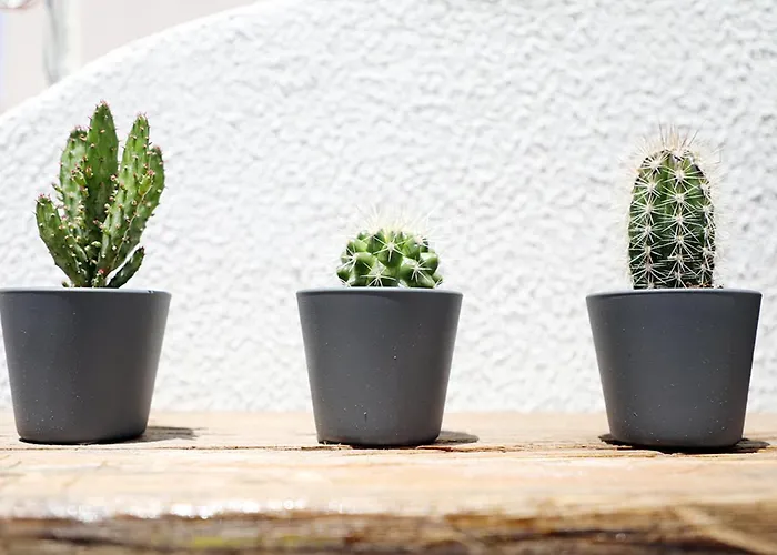 דירה Casa Da Flor In *